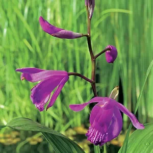 bletilla-striata