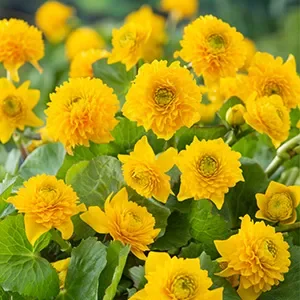 Caltha palustris 'Multiplex