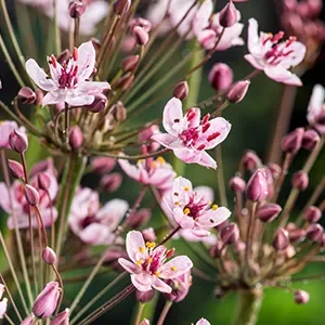 Butomus Umbellatus